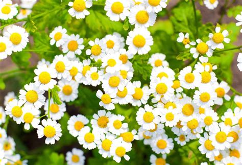 Chamomile A Wonderful Herb With Many Properties The Costa Rica News