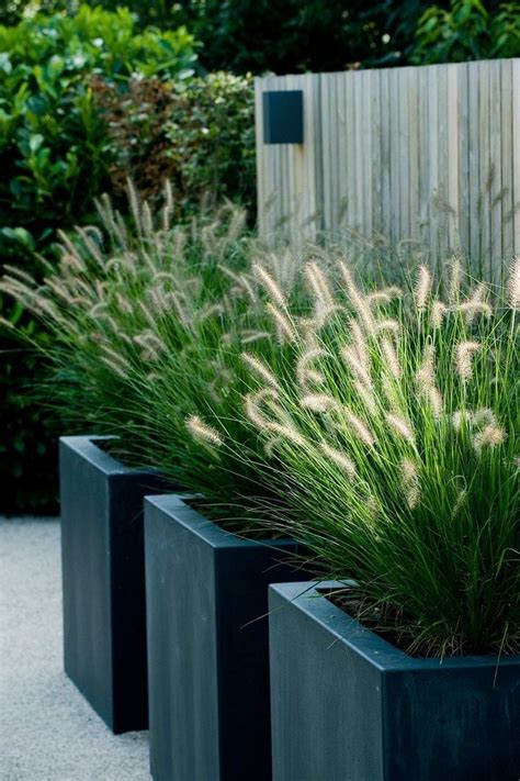 40 Best Ornamental Grasses For Containers 27 Modern Garden