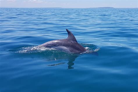 Seal And Dolphin Watching Eco Boat Cruise Mornington Peninsula
