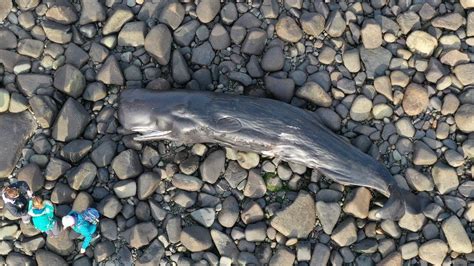 Abersoch Dead Whale Had Plastic Sheet In Stomach Bbc News