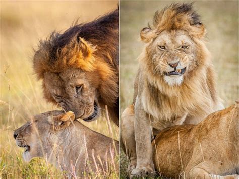 【画像】交尾中のライオンの顔 近付いたら殺されそう ポッカキット