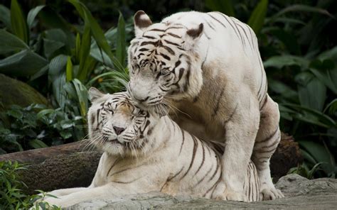 Nature Animals Tiger White Tigers Big Cats Wallpapers Hd