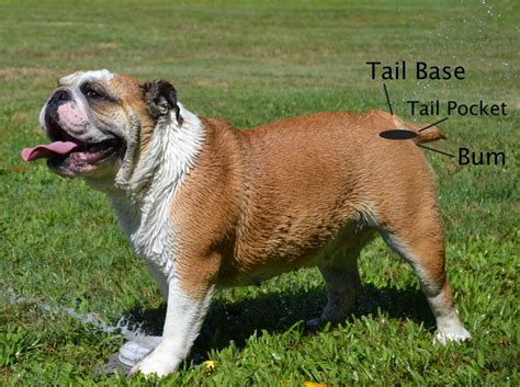 Along with other common french bulldog health issues, their tails can also result in health issues and problems including tail pocket infections, hemivertebrae, and sunburn. 5 Things to Consider Before Owning an English Bulldog ...