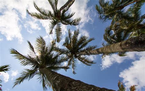 Download Wallpaper 3840x2400 Palm Trees Branches Bottom View Sky