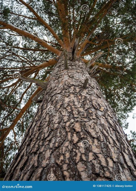 Trunk And Crown Of A Pine Tree From A Snowy Winter Forest In Russia