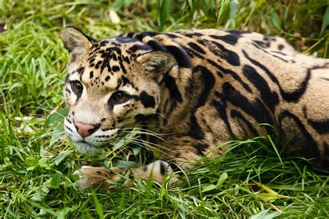 Clouded Leopard Diet Habitat And Facts