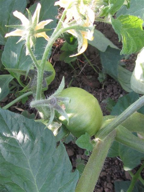 Pin De Hotel Arbe Hotela En Arbeko Baratza La Huerta Del Arbe Huerta