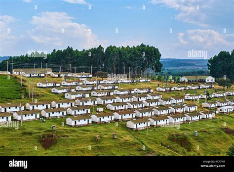 Kenya Kericho County Kericho Tea Picker Village Stock Photo Alamy