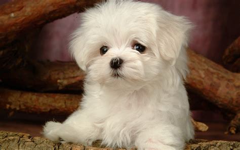 Cute Maltese Puppy Wallpaper Pets Lovers
