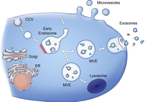 Extracellular Vesicles Exosomes Microvesicles And Friends Exosome Rna