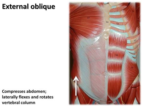 External Oblique Muscles Of The Upper Extremity Visual A Flickr