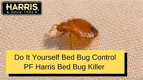 bed bugs do it yourself pest control getting rid of bed bugs natural measures chemicals and