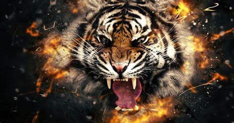 Top K Wallpaper Tiger You Can Download It For Free Aesthetic Arena