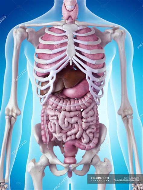 Skeletal System And Internal Organs — Anatomical Reference Computer