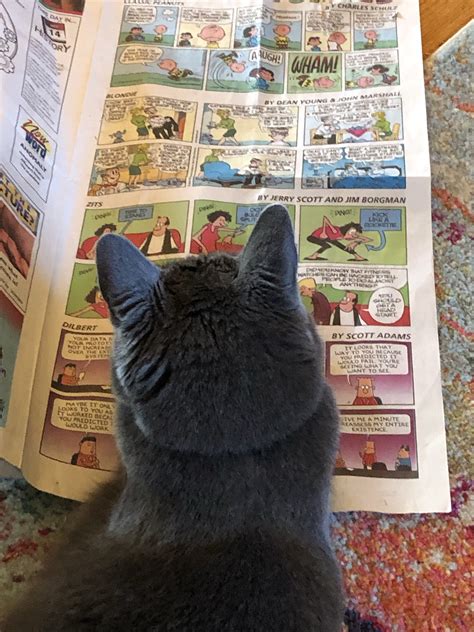 Cat Reading Newspaper Memes Imgflip