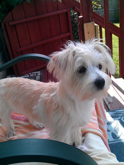 Full Grown Maltese Yorkie Mix