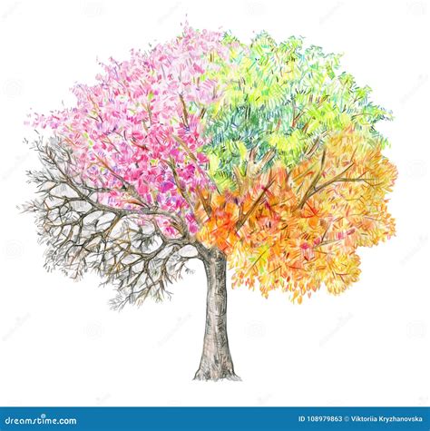 Four Seasons Tree Handdrawing Isolated Stock Illustration