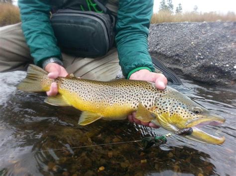 Fall Fly Fishing In Yellowstone On The Madison River What Are They E