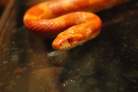 The Best Small Pet Snakes For Beginners Keeping Exotic Pets