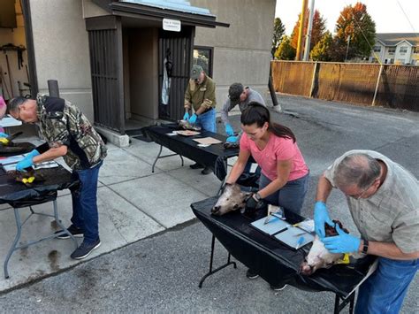 Fwp News Cwd Sample Collection Workshops Scheduled In Billings And
