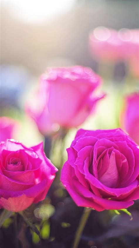 Download Wallpaper 1350x2400 Roses Buds Light Pink Iphone 876s