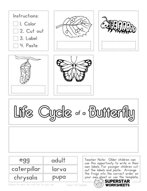 Butterfly Life Cycle Worksheets Butterfly Life Cycle Life Cycles