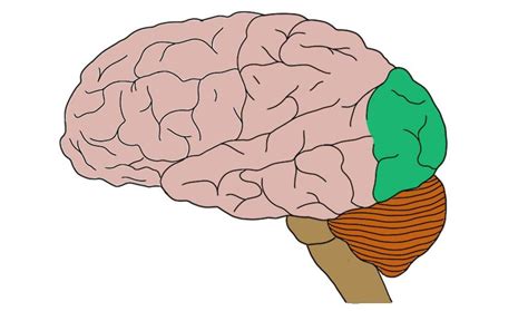 Occipital Lobe Diagram