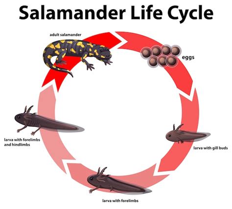 Diagrama Mostrando O Ciclo De Vida Da Salamandra Ilustra O Do Vetor