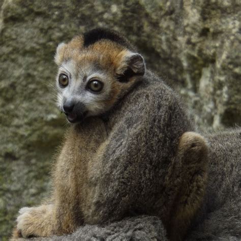 Baby Crowned Lemur Bristol Zoo 2015 Bristol Zoo Baby Crown