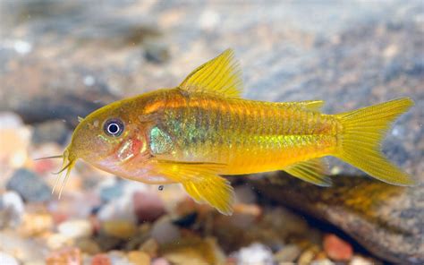 10 Types Of Cory Catfish Popular And Beautiful Species Aquariumnexus