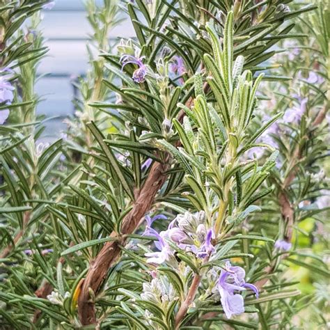 How To Grow Rosemary From Cuttings Indoors And Outdoors