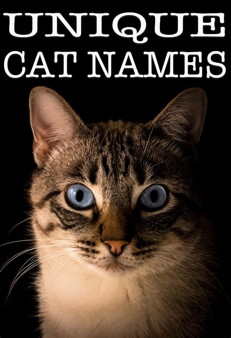 If you're struggling for inspiration, here's a list of 834 perfectly unique cat names. Unique Cat Names - Over 140 Unusual Names For Your New Cat