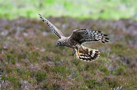 Brood Management Trials Approved For Hen Harriers Shooting Uk