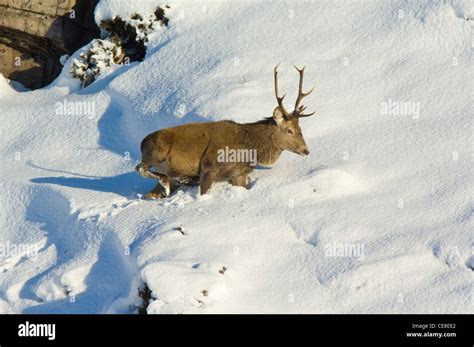 Red Deer Stag In Deep Snow Scottish Highlands Stock Photo Alamy