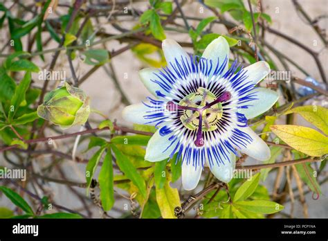 Blooming Blue Passion Flower Beautiful Passiflora Caerulea Also Known