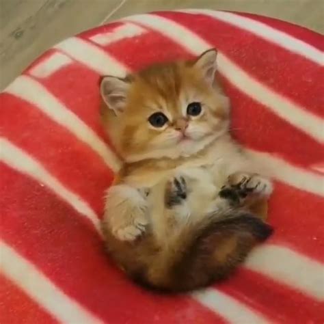 Gold British Shorthair Cute Cat Video Cute Baby Cats Cute Baby