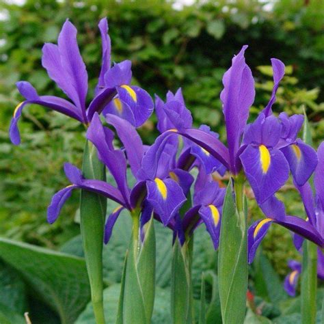 Iris de Hollande Blue Magic Iris x hollandica Bulbe à fleur bleu