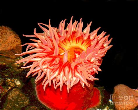 Sea Anemone Color Shape Everything I Also Like How Its