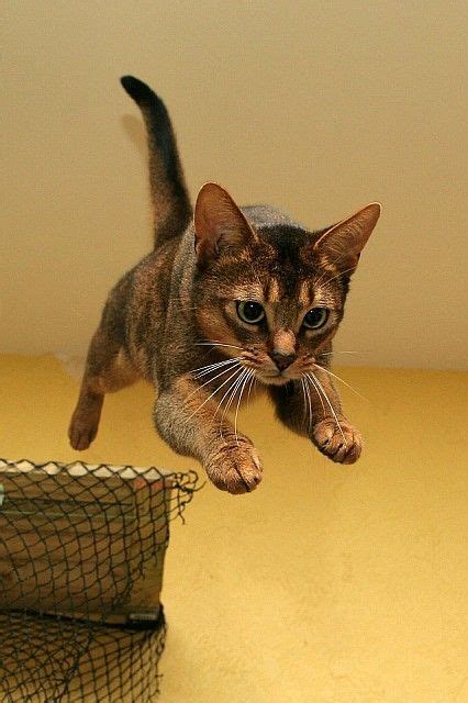Tumblr Cute Cats Jumping Cat Cats