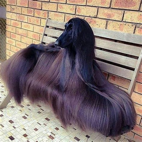 Hairstyle Beautiful Dog Pictures Most Beautiful Dogs Pretty Dogs