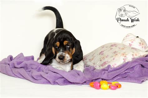 We compiled for you some breed informations and 33 breed. Pomah Wooh | Basset Hound Breeder | Kyiv, Ukraine