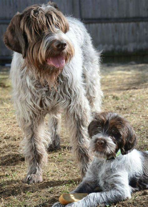 We take a look at what to expect before you welcome one into your home, and if they're right for you. Wire Haired Pointing Griffon | Wirehaired pointing griffon ...