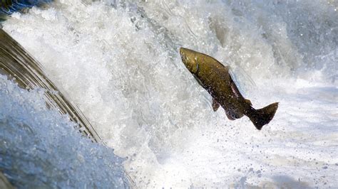 Download Wallpaper Salmon Jumping Over Waterfall 2880x1620
