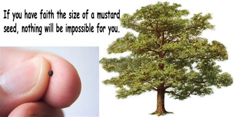 How Long Does It Take For A Mustard Seed To Grow Into A Tree
