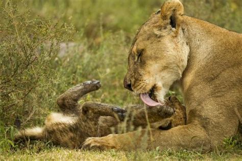 Lioness Cleaning Her Cub Photographic Print