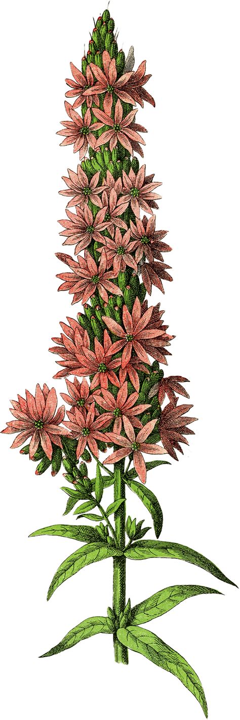 Free Botanical Flower Clip Art The Graphics Fairy