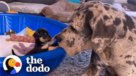 Giant Great Dane Has Raised Hundreds Of Tiny Puppies And Kittens The Dodo Youtube