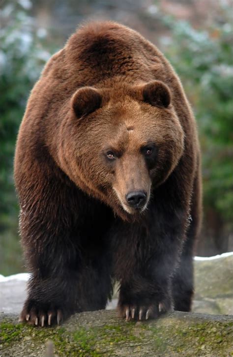 Cold Breath By X Crossroad On DeviantART Brown Bear Bear Bear Photos