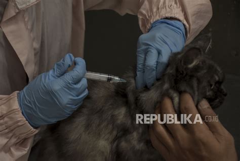 Kasus Penularan Rabies Di Sumbar Capai Kasus Urutan Lima