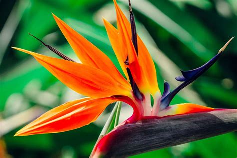 How To Grow And Care For Bird Of Paradise